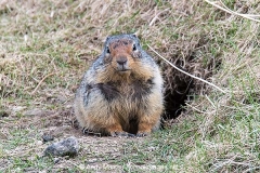 Columbian Ground Squirrel 005