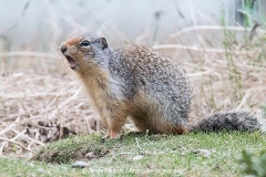 Columbian Ground Squirrel 008