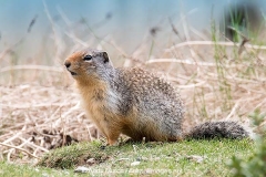 Columbian Ground Squirrel 009