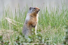 Columbian Ground Squirrel 012