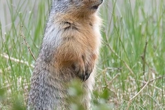 Columbian Ground Squirrel 013