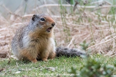 Columbian Ground Squirrel 014
