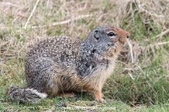 Columbian Ground Squirrel 015
