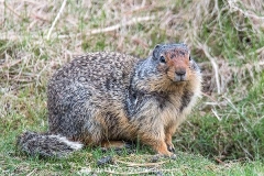 Columbian Ground Squirrel 016