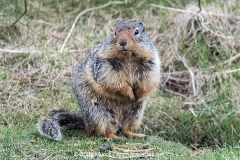 Columbian Ground Squirrel 019