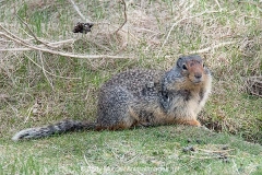 Columbian Ground Squirrel 020