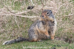 Columbian Ground Squirrel 021