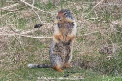 Columbian Ground Squirrel 024