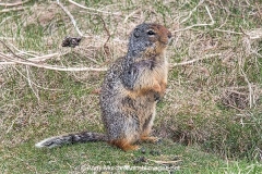 Columbian Ground Squirrel 026