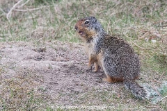 Columbian Ground Squirrel 029