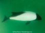 Commersons Dolphin