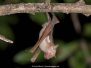 Commerson's Roundleaf Bat