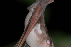 Commerson's Roundleaf Bat 001
