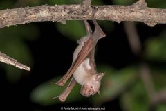 Commerson's Roundleaf Bat 003