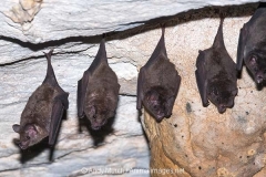 Commissaris Long-tongued Bat 001