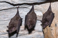 Commissaris Long-tongued Bat 003