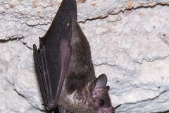 Commissaris Long-tongued Bat 005