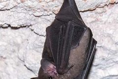 Commissaris Long-tongued Bat 007