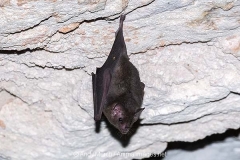 Commissaris Long-tongued Bat 009