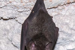 Commissaris Long-tongued Bat 012