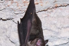 Commissaris Long-tongued Bat 013