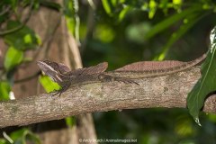 Common Basilisk Lizard 001