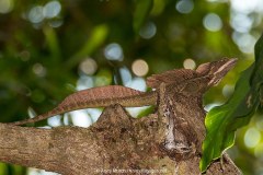Common Basilisk Lizard 003