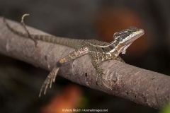 Common Basilisk Lizard 004