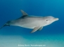 Common Bottlenose Dolphin