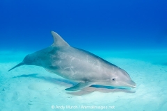 Common Bottlenose Dolphin 076