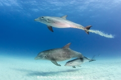 Common Bottlenose Dolphin 085