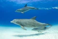 Common Bottlenose Dolphin 086