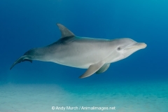 Common Bottlenose Dolphin 093