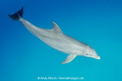 Common Bottlenose Dolphin 102