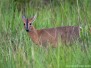 Common Duiker