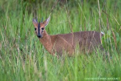 Common Duiker 002
