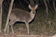 Common Duiker 005