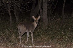 Common Duiker 007