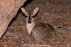 Common Duiker 012