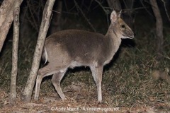 Common Duiker 013