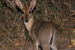 Common Duiker 015