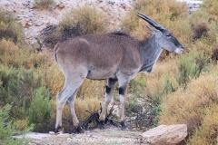Common Eland 008