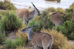 Common Eland 023