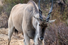 Common Eland 025