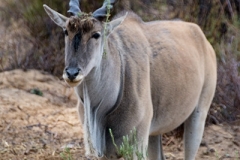 Common Eland 027