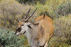 Common Eland 028