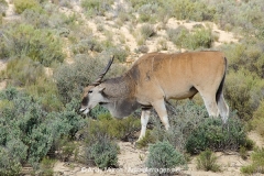 Common Eland 029