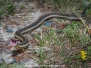 Common Garter Snake