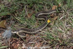 Common Garter Snake 008