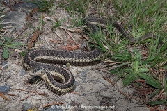 Common Garter Snake 013